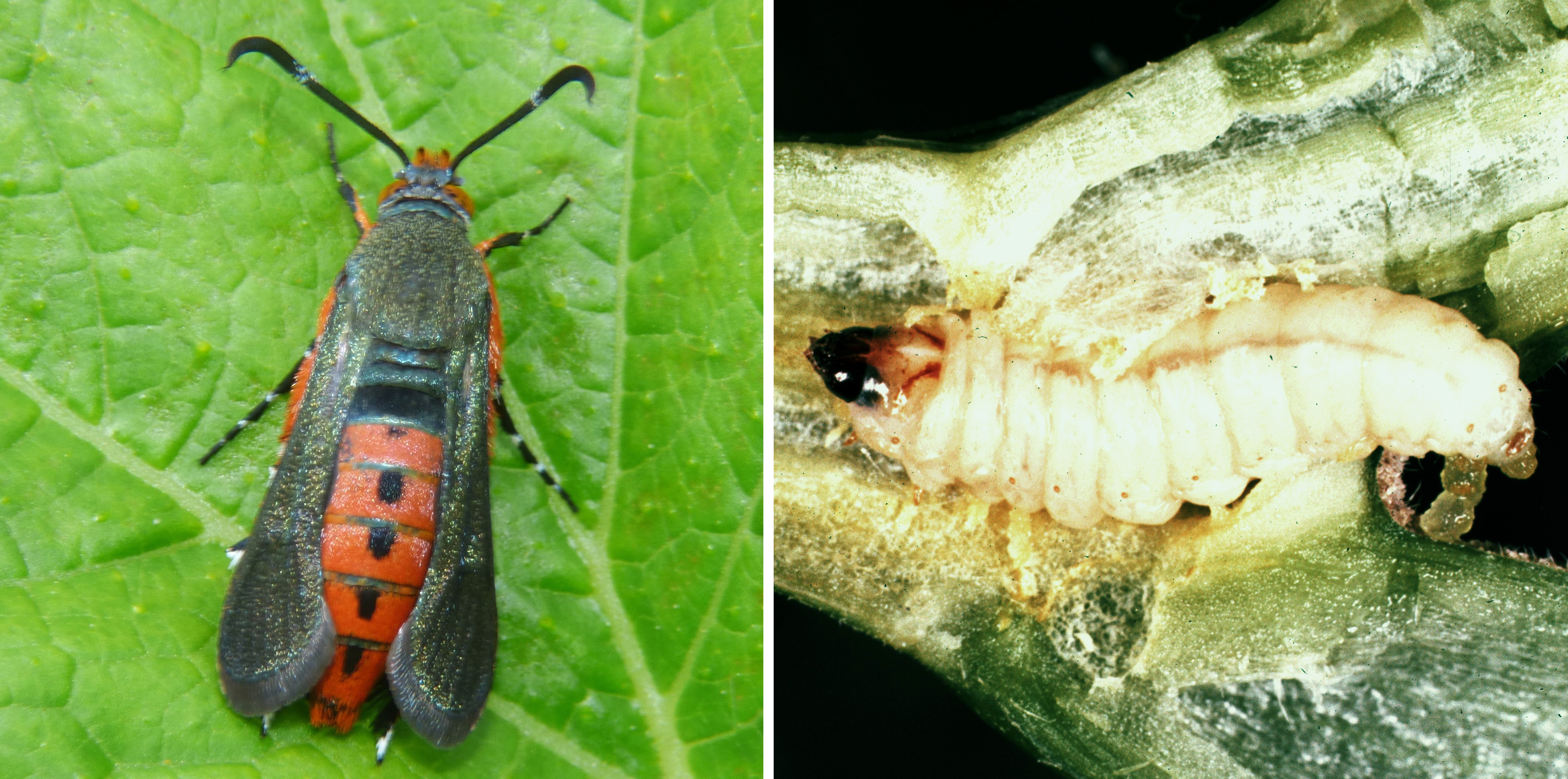 Southwest Michigan Vegetable Update June 24 2020 Vegetables   6 24 SWveg Squash Vine Borer 